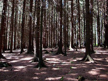 Trees, woods, fir, forest, tree, countryside HD wallpaper