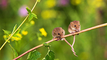 Harvest Mouse, Animal, Mouse, Rodent HD wallpaper