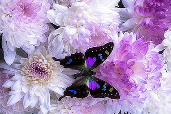 ✿⊱•╮Sweet Mums╭•⊰✿, colors, lovely still life, mums, summer, purple, love four seasons, butterfly, butterfly designs, nature, flowers HD wallpaper