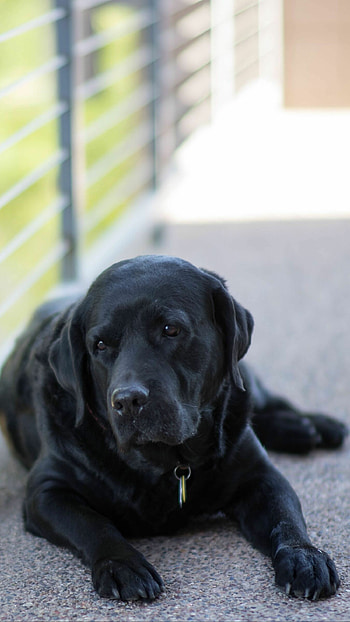 Labrador Retriever, backgrounds, Premium quality, Enthralling HD phone wallpaper