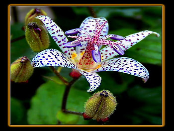 lily, purple, japanese, egzotic, flower, dots HD wallpaper