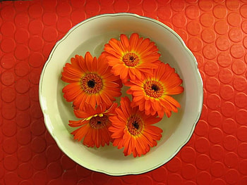 Gerber bowl, bright, green, red, bowl, gerber daisies HD wallpaper