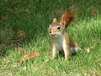 funny squirrel, sweet, animal, green, funny, grass, squirrel HD wallpaper