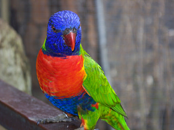 Yes, I know I'm Pretty, colorful, peaceful, birds, animals HD wallpaper