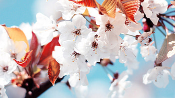 Cherry Tree, Spring feel, Nature HD wallpaper