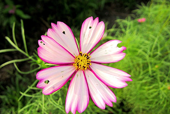 Lovely cosmos, pink, cosmos, lovely, flower HD wallpaper
