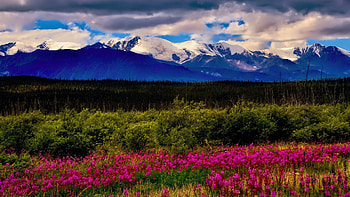 Fireweed and Ice - The Wrangell St. Elias Range, mountains, usa, wildflowers, clouds, landscape, sky HD wallpaper