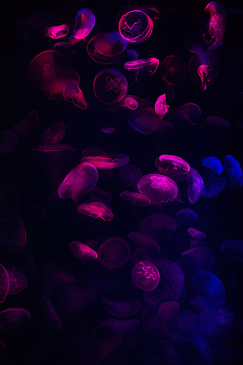 Jellyfish, purple HD phone wallpaper