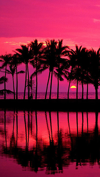 Tropical Sunset, reflection, sun, palm tree, earth, nature, sunset HD phone wallpaper