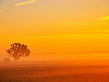 Nature beauty, nature, orange, sunsets, tree HD wallpaper