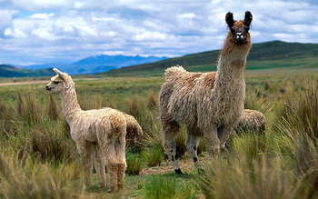 Stunning llama graphy, Llama art in , Captivating animal portraits, Nature's grace HD wallpaper