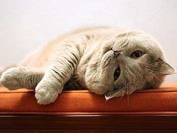 Cute cat, animal, kitten, cute, cat, feline HD wallpaper