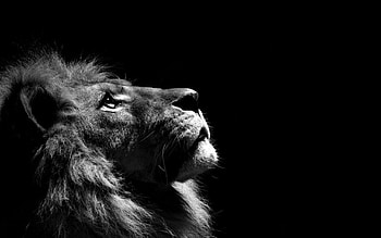 Truly Magnificent White Lion to Spice Up your White Lion ) HD wallpaper