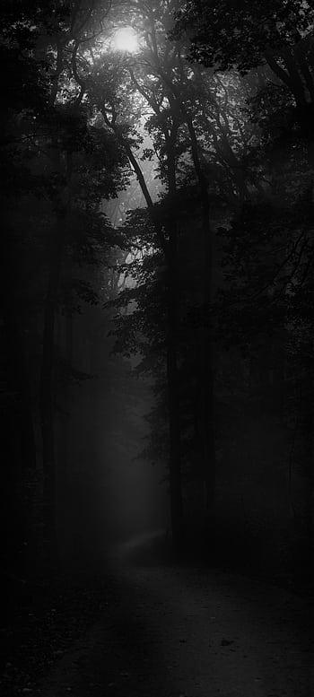 Explore a dark, foggy forest pathway with sunbeams filtering through trees, creating a mystical atmosphere. HD phone wallpaper