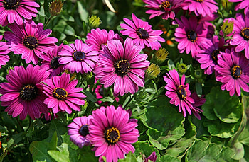 Flowers, Bright, Flower Bed, Flowerbed, Sunny, Dimorphoteka, Dimorphotetics HD wallpaper