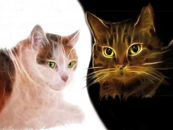 fractal cats, cats, fractal HD wallpaper