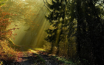 Sunlight in the Forest, sunshine, forests, nature, sun rays HD wallpaper