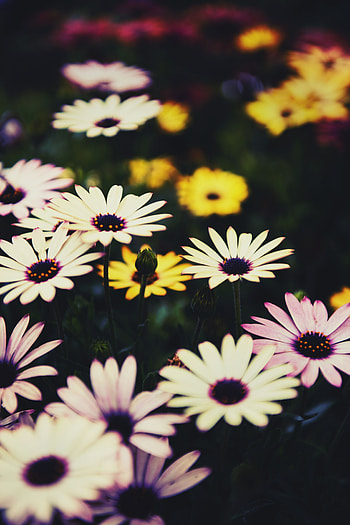 Flowers, Flower Bed, Flowerbed, Osteospermum, African Chamomile, African Daisy HD phone wallpaper