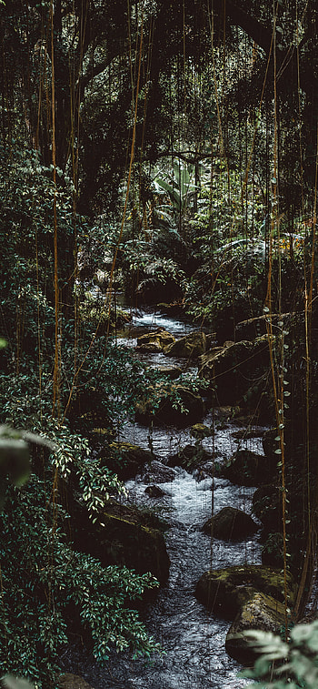 Immersive wilderness, Enchanting junglescapes, Nature's harmony, Tropical paradise HD phone wallpaper