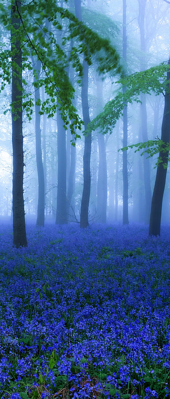 Bluebell, , Flower, Nature, Blue Flower, Flowers HD phone wallpaper