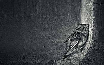 UNTITLED, bw, sad, abstract, bird HD wallpaper