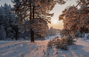 Snowy Forest, winter, snow, landscape, trees, nature, forest HD wallpaper