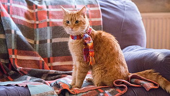 A Street Cat Named Bob, Movies, 2016 backdrops, The Movie Database HD wallpaper
