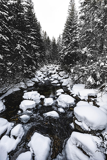 Winter, Nature, Water, Rivers, Trees, Stones, Snow HD phone wallpaper