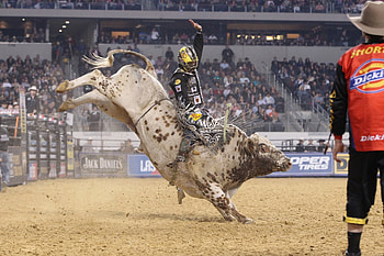 Rodeo bull , Fierce rodeo display, Thrilling bull taming, Crowd's cheers HD wallpaper