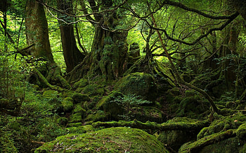 Amazon Rain Forest, Rainforest , Natural wonders, Green paradise HD wallpaper