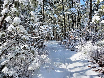 Winter in the woods, winter, in the woods HD wallpaper