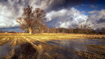 Autumn Season, Season, Autumn, tree, Fall HD wallpaper