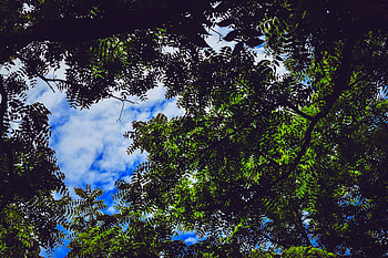 Nature, Sky, Leaves, Wood, Tree, Branches HD wallpaper