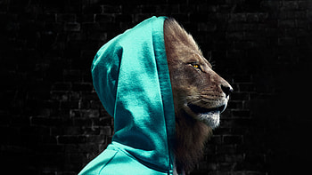 King Of Jungle In Hoodie, lion, hoodie, artist, artwork, digital-art HD wallpaper