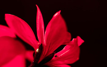 Red On Black, black, graphy, pretty, red, floral, nature, flowers HD wallpaper