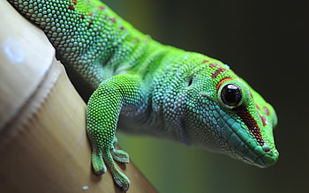 Gecko, Green lizard beauty, High-quality HD wallpaper
