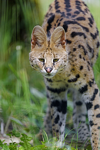 Animals, Cat, Predator, Stains, Spots, Sight, Opinion, Wild Cat, Wildcat, Serval HD phone wallpaper