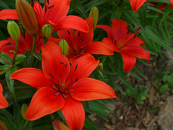 Tiger lily, Red flower, Beautiful garden, Ultra HD wallpaper