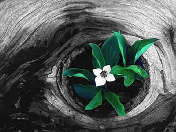 Beautiful Flower, , cool, beautiful, flower HD wallpaper