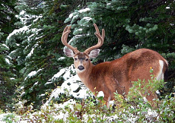 Beautiful Deer, in, iarna, cerb, padure, tanr HD wallpaper