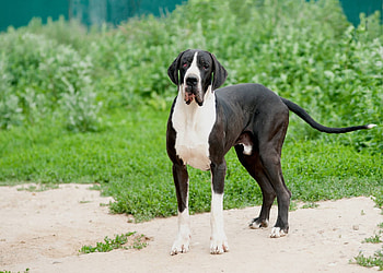 Great Dane, Backyard breeder, Hello Danes, Bingo HD wallpaper