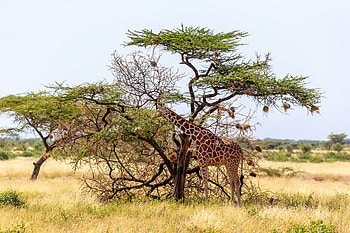 Somalia travels, Montessori internationale, Association HD wallpaper