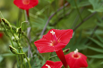 FLOWER, Green, Leaves, Petals, Red HD wallpaper