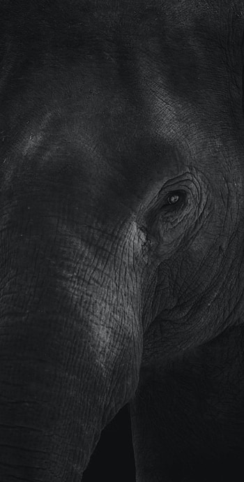 Animals, Bw, Chb, Animal, Elephant, Eye, Leather, Skin HD phone wallpaper