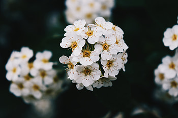 Flowers, Macro, Bloom, Flowering, Branch, Spring HD wallpaper