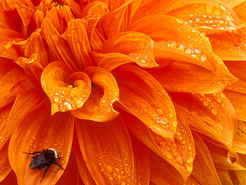 Plants, Flowers, Insects HD wallpaper