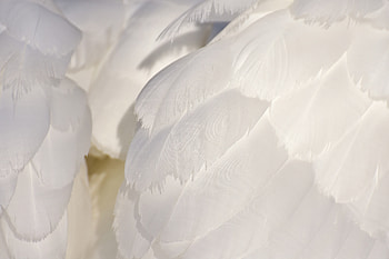 White feathers, swan, close up HD wallpaper