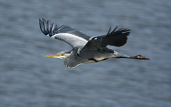 Heron, wings, bird, flight, water HD wallpaper