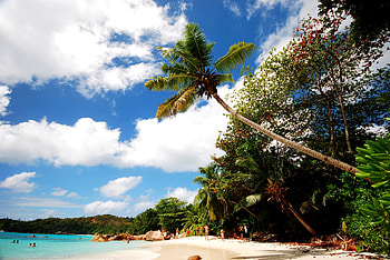 Nature, Beach, Sand, Palms, Shore, Bank HD wallpaper