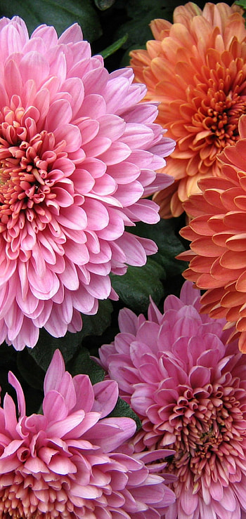 Chrysanthemum colorful petals, Samsung Galaxy , Oneplus 6 , Vibrant floral display HD phone wallpaper